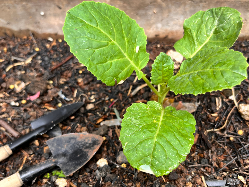 Gardening tools placed on soil beside young broccoli plants growing in a vegetable garden.