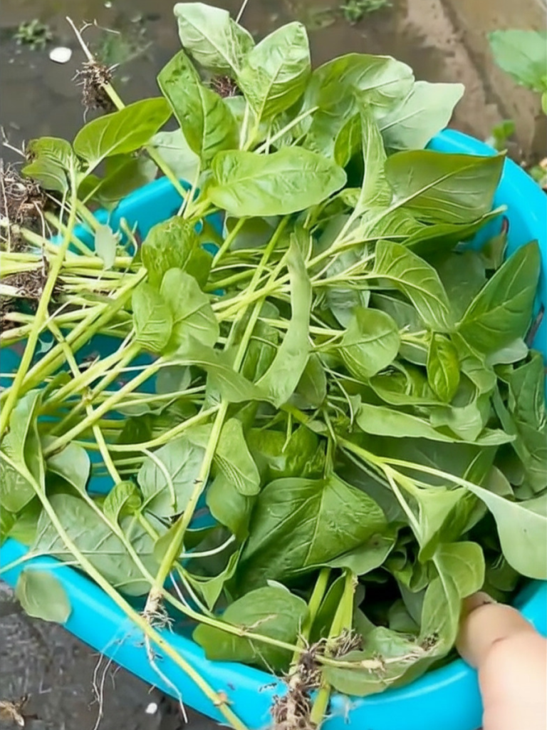 Freshly harvested green spinach with roots attached, collected in a green basket.