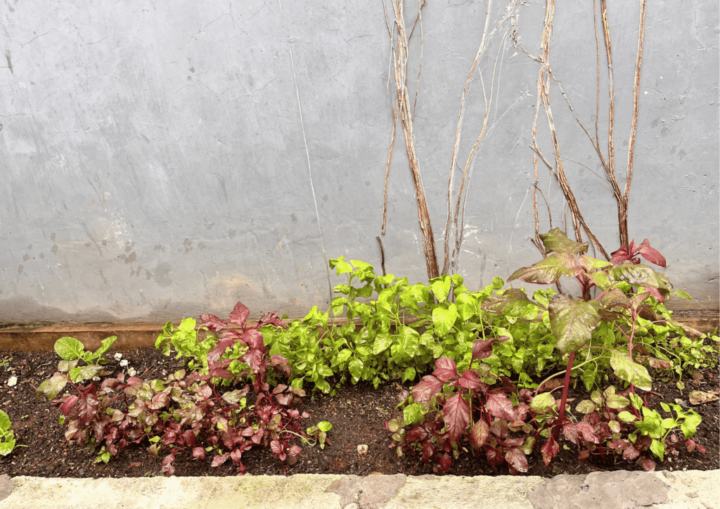 A garden bed planted with green spinach and red spinach growing in rich soil.