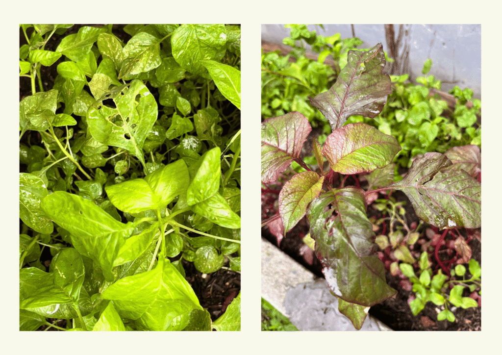 Green spinach and red spinach leaves with visible pest damage in a home vegetable garden.